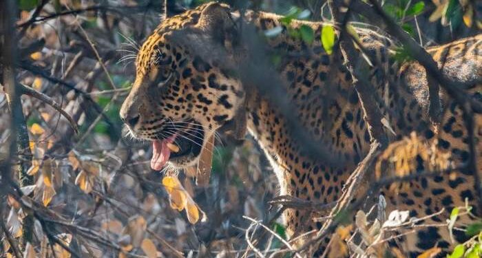 Tania, la histórica yaguareté se va de los Esteros del Iberá