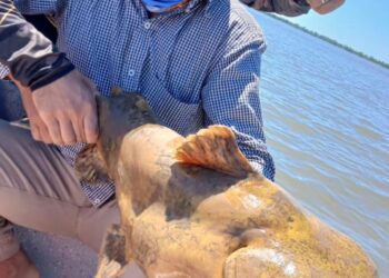 Impactante captura en Esquina: pescadores logran atrapar un manguruyú de 35 kilos