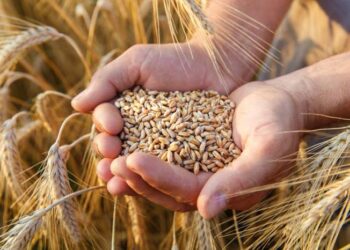 El primer lote de trigo de la Argentina fue producido en Corrientes