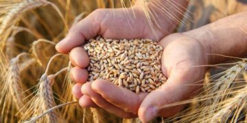 El primer lote de trigo de la Argentina fue producido en Corrientes