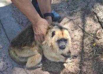 Rescataron a una mona carayá atropellada en Corrientes