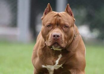 Una mujer de 80 años fue atacada por su pitbull y está en estado crítico