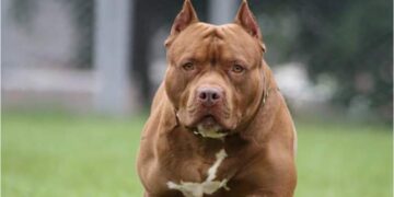 Una mujer de 80 años fue atacada por su pitbull y está en estado crítico