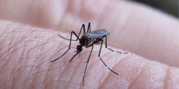 Corrientes: detectan casos de dengue y refuerzan la prevención