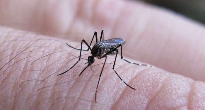 Corrientes: detectan casos de dengue y refuerzan la prevención