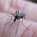 Corrientes: detectan casos de dengue y refuerzan la prevención