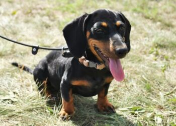Un perro salchicha mató a un bebé de un mes tras atacarlo adentro de su cuna