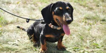 Un perro salchicha mató a un bebé de un mes tras atacarlo adentro de su cuna