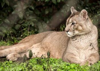 Un hombre mató a golpes a un puma en Jujuy y será multado