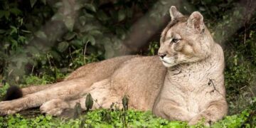Un hombre mató a golpes a un puma en Jujuy y será multado