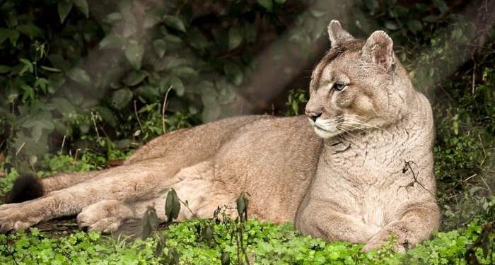 Un hombre mató a golpes a un puma en Jujuy y será multado
