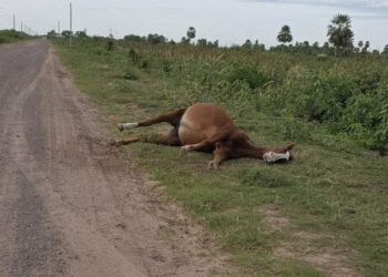 Preocupación por la aparición de animales muertos en la ruta