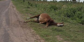 Preocupación por la aparición de animales muertos en la ruta