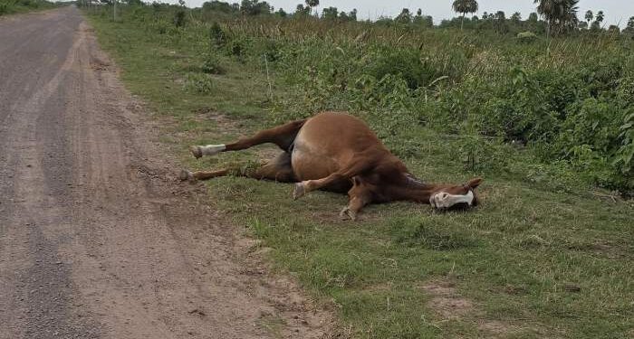 Preocupación por la aparición de animales muertos en la ruta