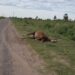 Preocupación por la aparición de animales muertos en la ruta