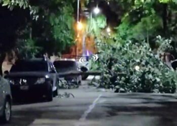 Postales de la noche del martes: un árbol caído y baja temperatura