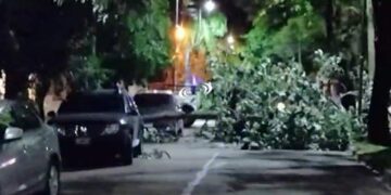 Postales de la noche del martes: un árbol caído y baja temperatura