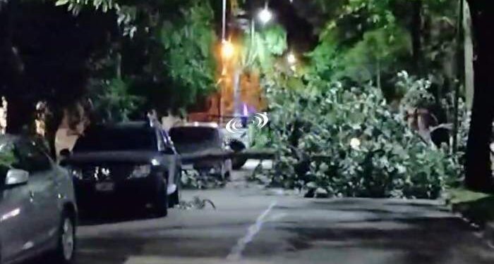 Postales de la noche del martes: un árbol caído y baja temperatura