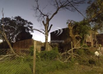 Fatal: un hombre que podaba un árbol cayó de una escalera y murió