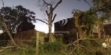 Fatal: un hombre que podaba un árbol cayó de una escalera y murió