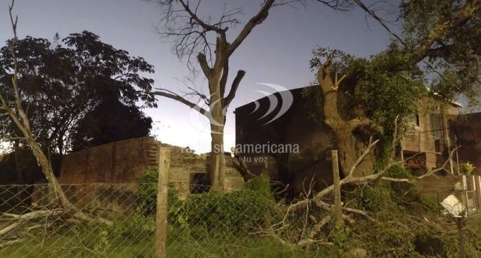 Fatal: un hombre que podaba un árbol cayó de una escalera y murió