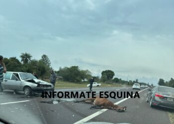 Un automóvil atropelló a un caballo sobre ruta nacional 12