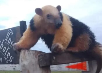 Corrientes: apareció un oso melero en un corral de animales cerca de Itatí