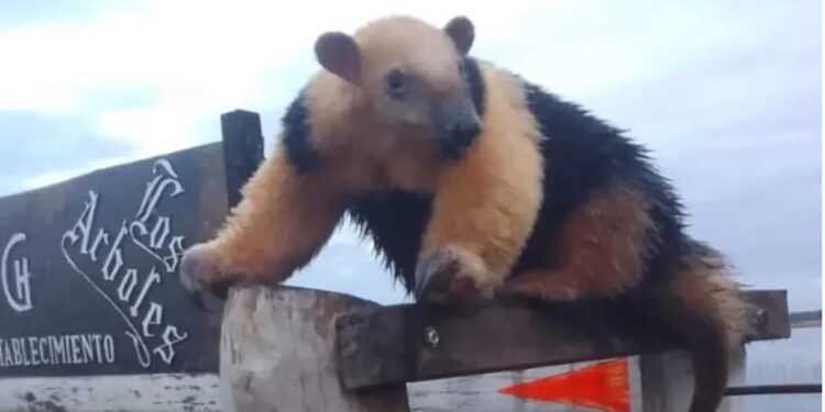 Corrientes: apareció un oso melero en un corral de animales cerca de Itatí