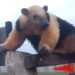 Corrientes: apareció un oso melero en un corral de animales cerca de Itatí