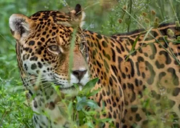 Corrientes, la provincia con más yaguaretés libres