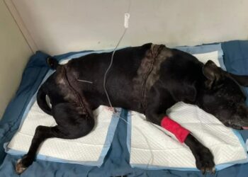 Una perra fue atropellada por un camión, la cirugía cuesta $250.000