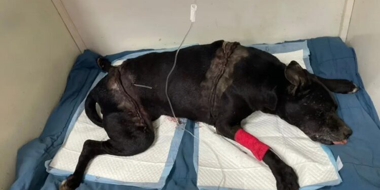 Una perra fue atropellada por un camión, la cirugía cuesta $250.000