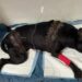 Una perra fue atropellada por un camión, la cirugía cuesta $250.000