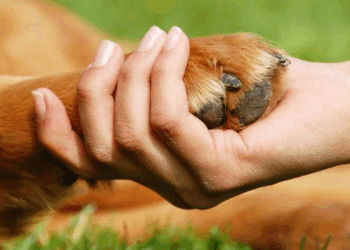 Carlos Oviedo presentó un proyecto de ordenanza para la protección animal