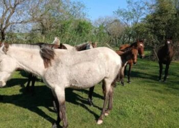 Corrientes: recuperaron 12 caballos tras una denuncia por abigeato