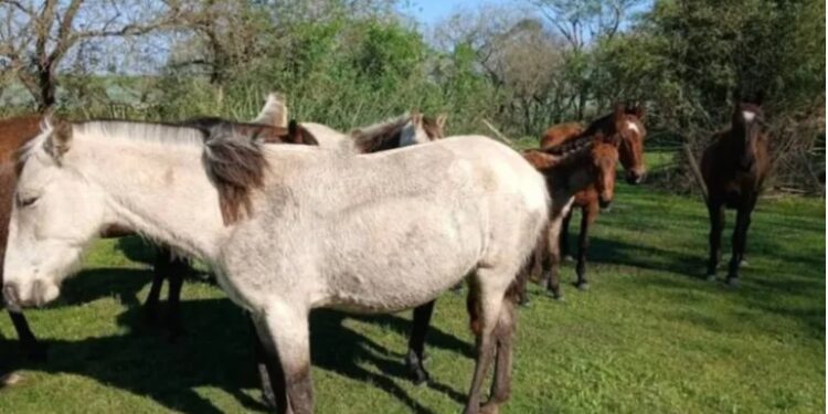 Corrientes: recuperaron 12 caballos tras una denuncia por abigeato