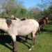 Corrientes: recuperaron 12 caballos tras una denuncia por abigeato