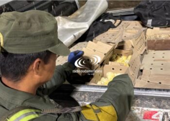 Puente Belgrano: trasladaban 1.900 pollitos en la caja de una camioneta
