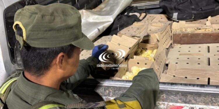 Puente Belgrano: trasladaban 1.900 pollitos en la caja de una camioneta