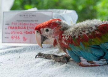 Un guacamayo rojo murió tras ser herido por menores de entre 10 y 12 años