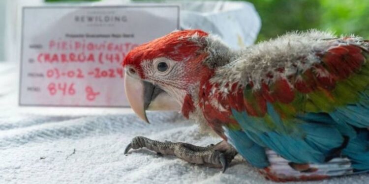 Un guacamayo rojo murió tras ser herido por menores de entre 10 y 12 años