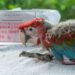 Un guacamayo rojo murió tras ser herido por menores de entre 10 y 12 años