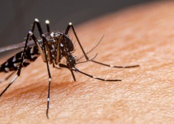 La Provincia presentó el Plan de Prevención y Control de Dengue 2025-2026