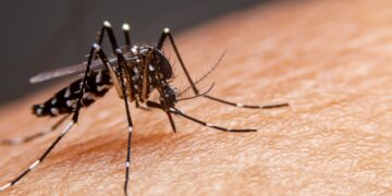 La Provincia presentó el Plan de Prevención y Control de Dengue 2025-2026