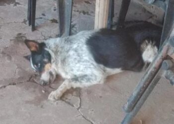 Yapeyú: Son 27 animales afectados y solo 9 sobrevivieron a la intoxicación