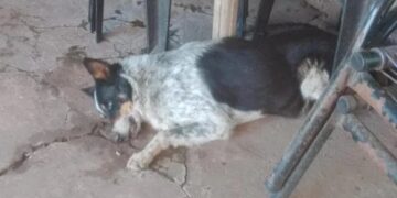Yapeyú: Son 27 animales afectados y solo 9 sobrevivieron a la intoxicación