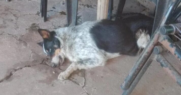 Yapeyú: Son 27 animales afectados y solo 9 sobrevivieron a la intoxicación