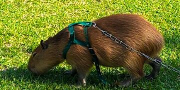 Corrientes: alertan por el aumento de carpinchos rescatados del mascotismo