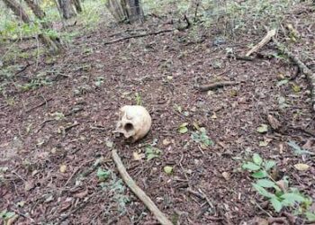 Encontraron el cráneo de una persona adulta en Paso de los Libres