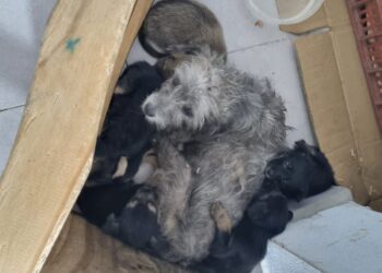 Rescataron a una perrita que habría sido abusada en Santa Lucía